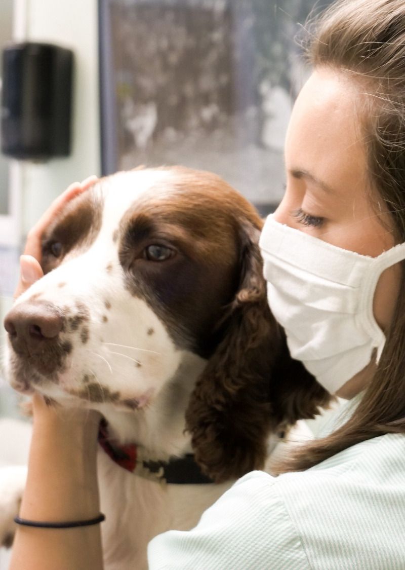 Nurse wearing mask stroking dog