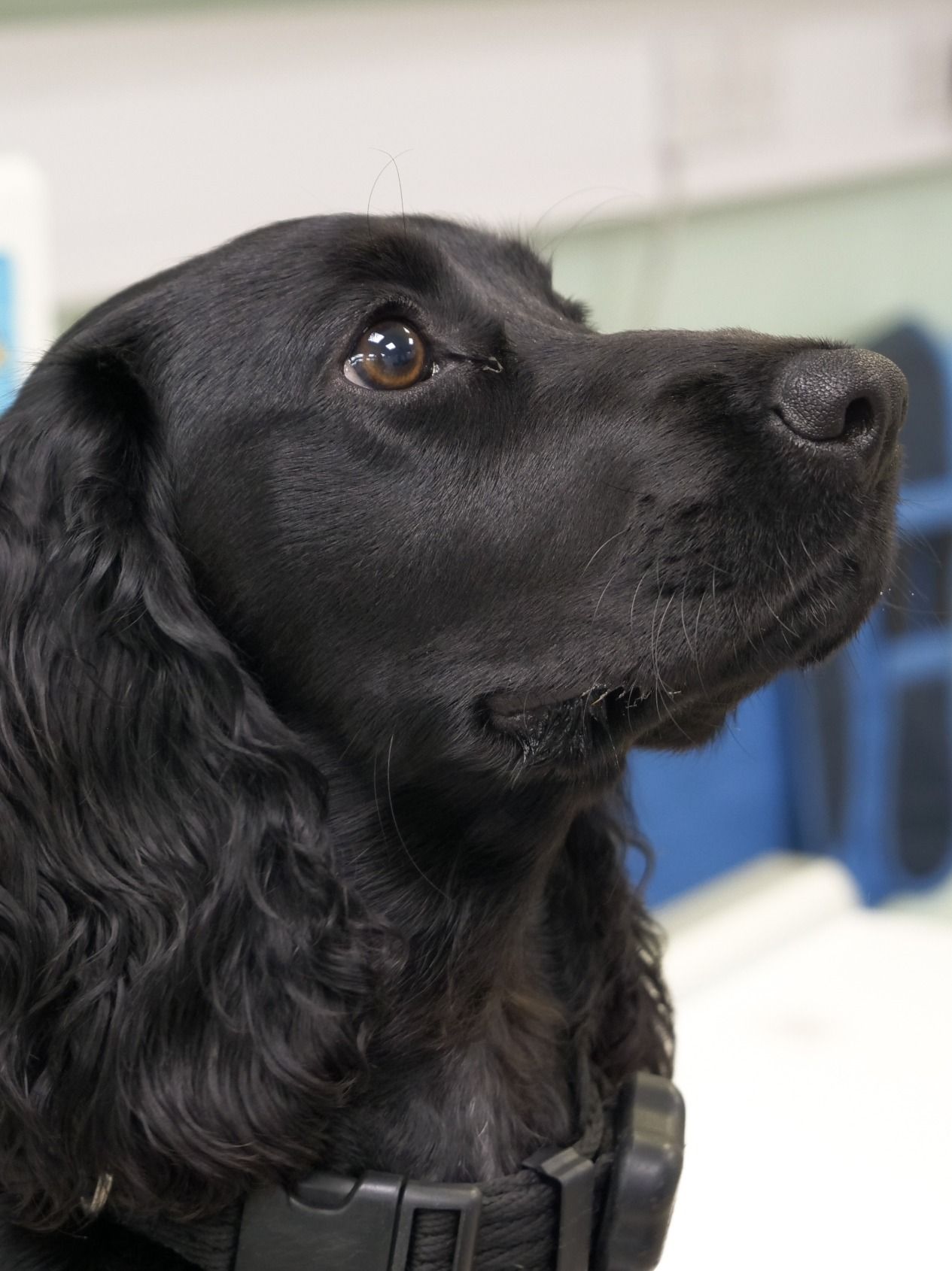 black puppy